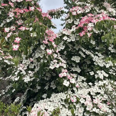 Hanmer Glamping Pink Dogwood in flower