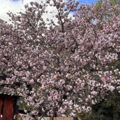 Hanmer Glamping Pink Cherry in blossom