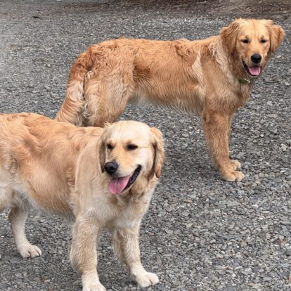Willow and Gus, the friendly Retrievers at Hanmer Glamping