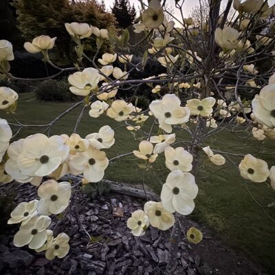 Hanmer Glamping White Dogwood