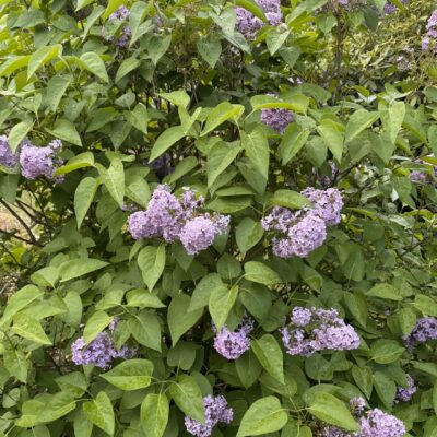 Hanmer Glamping Lilac