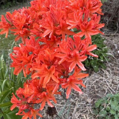 Hanmer Glamping Red Lily