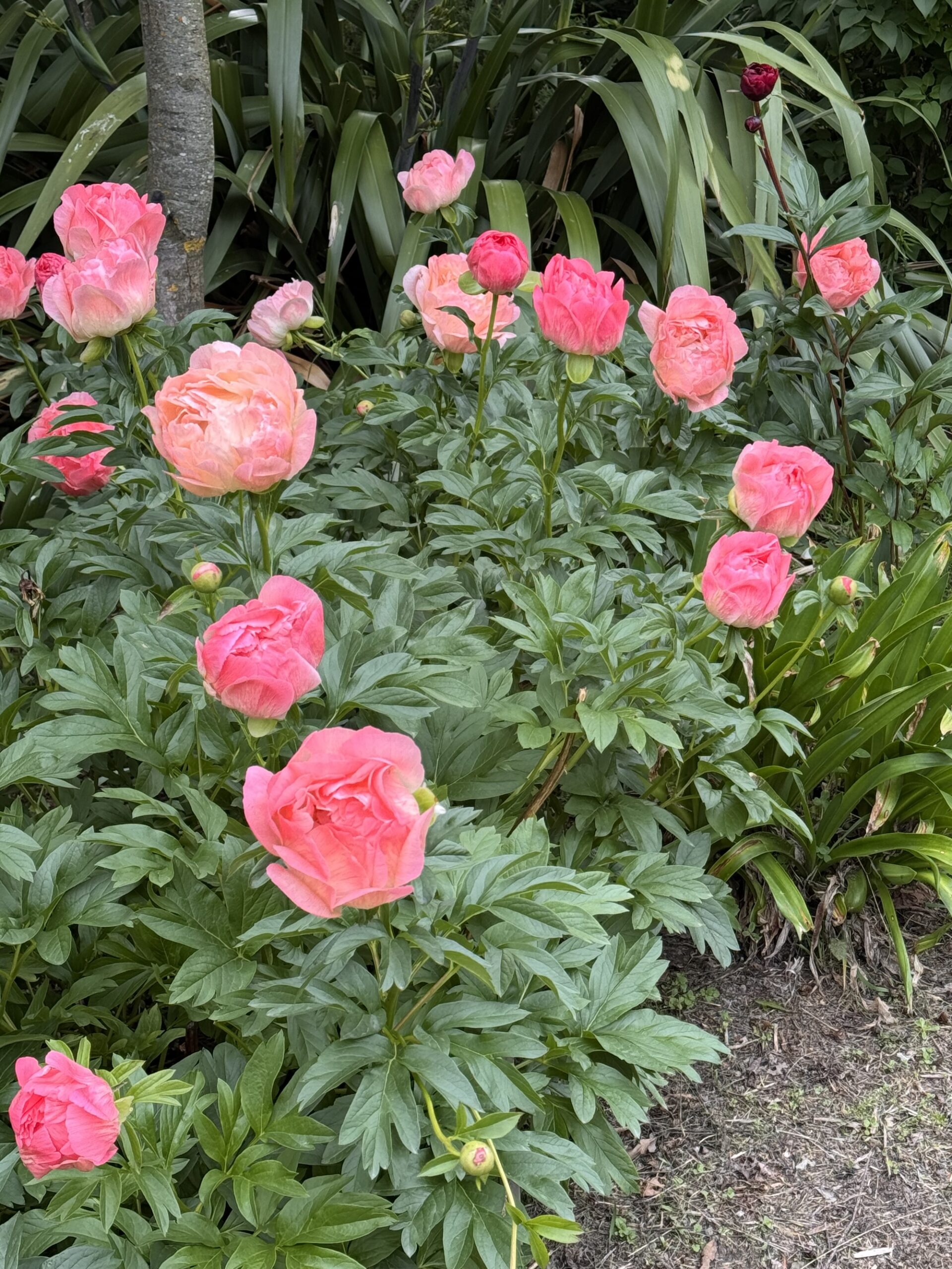Hanmer Glamping Peonie Coral
