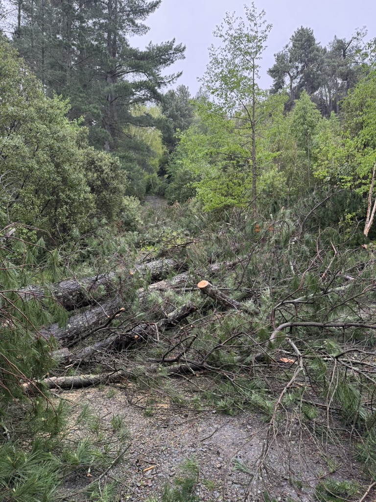 Trees down over the drive - October 25